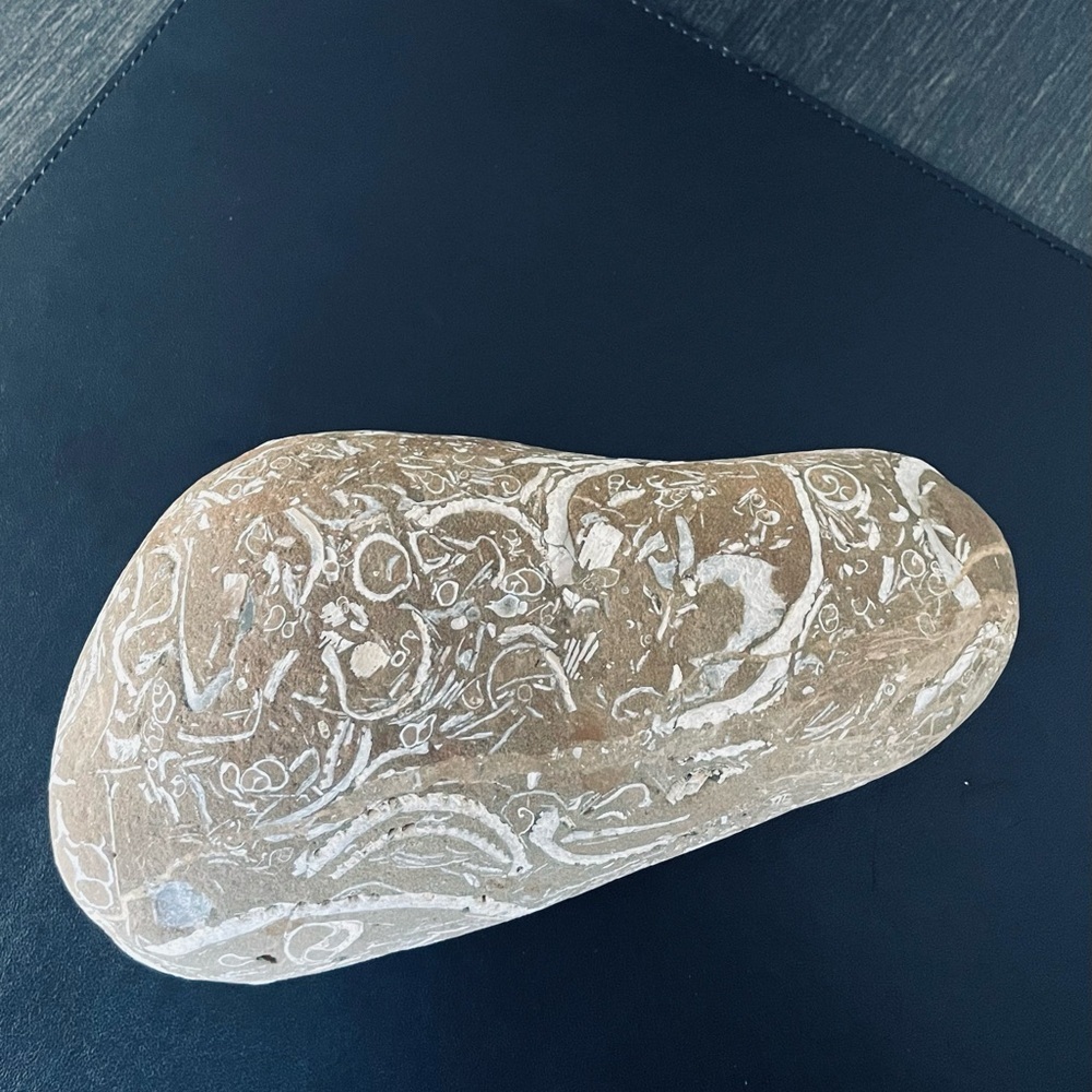 Fossil Hag stone - Picture 6 of 8